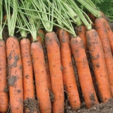 Šargarepa napoli f1